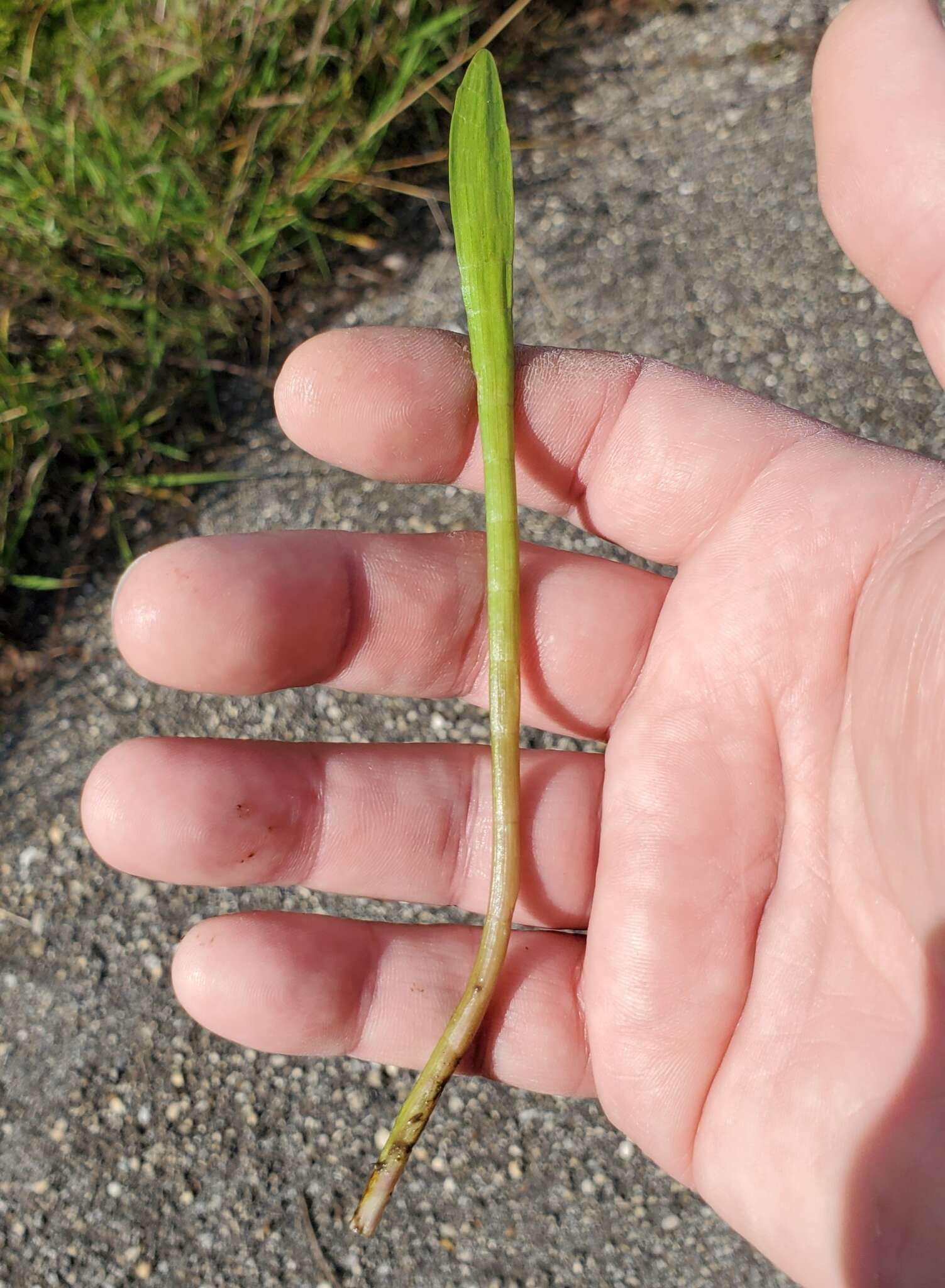 Image of Carolina Grasswort