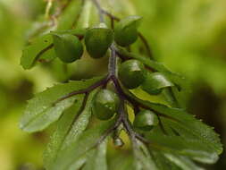 Image of Hymenophyllum wilsonii Hook.