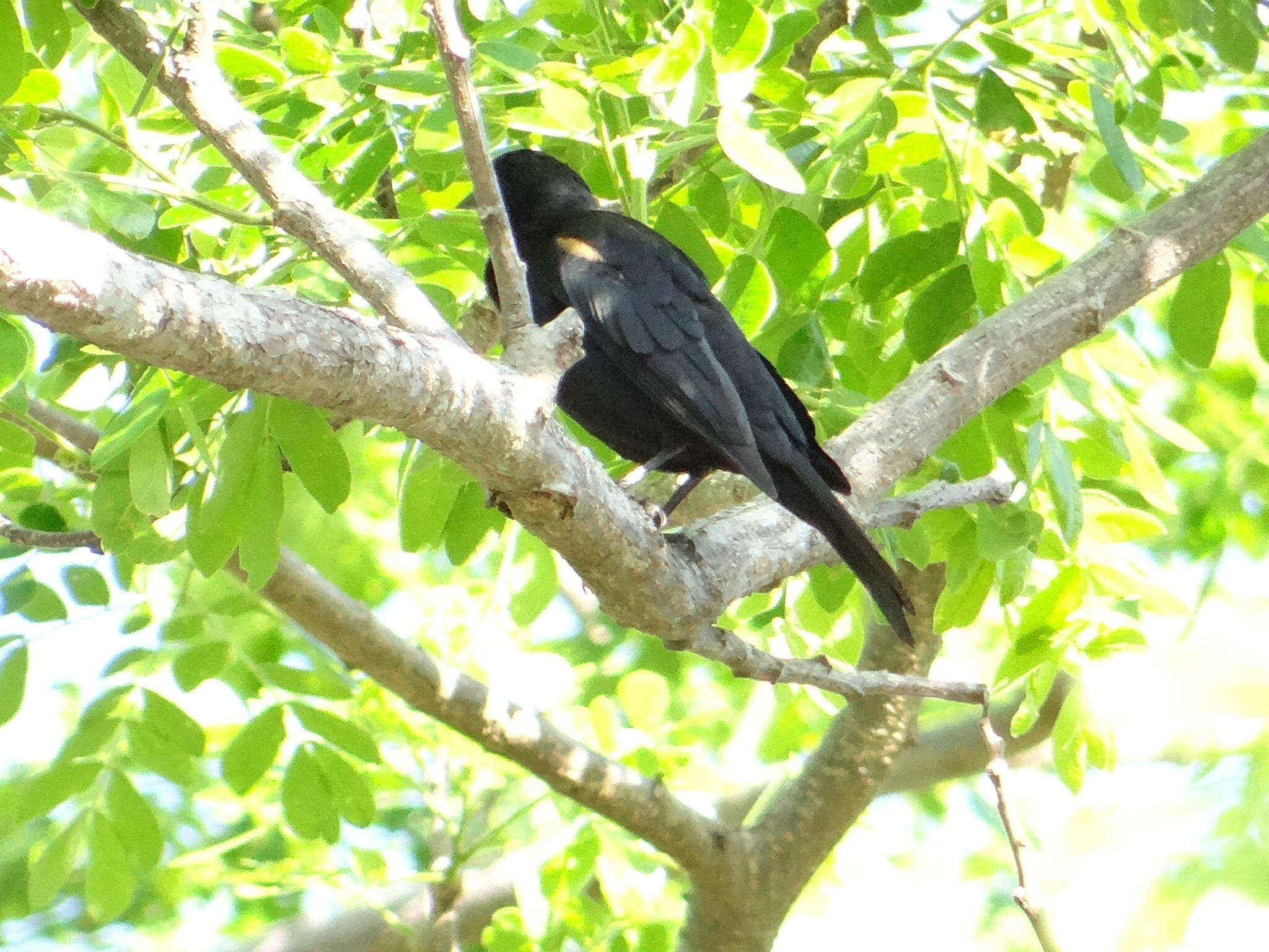 Image of Tawny-shouldered Blackbird