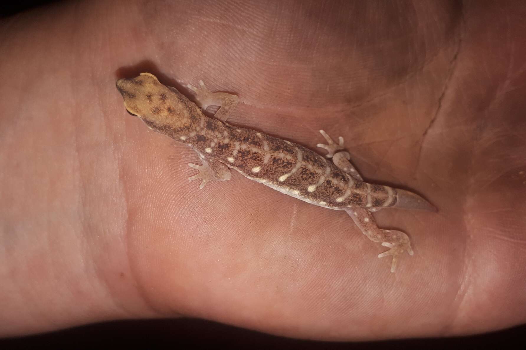 Image of Beaked Gecko