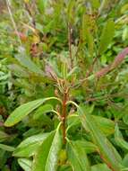 Image of sheep laurel