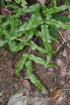 Image of Graceful Necklace Fern