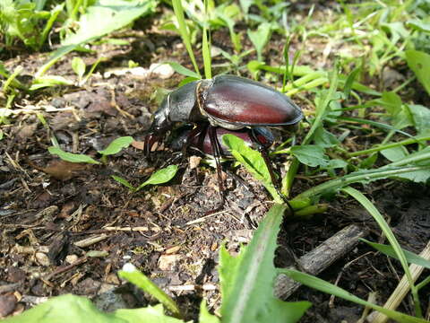 Image of Stag beetle