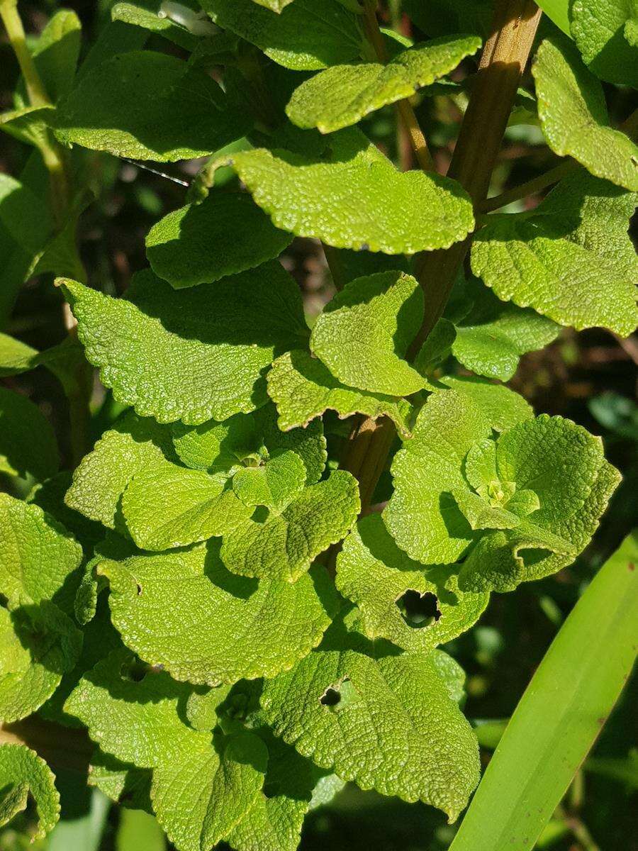 صورة <i>Coleus calycinus</i>