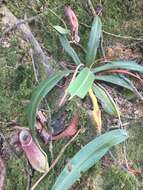 Image of Nepenthes albomarginata T. Lobb ex Lindl.