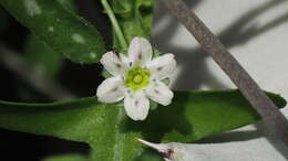 Image of white fiestaflower