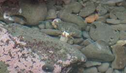 Image of cryptic burrowing anemone