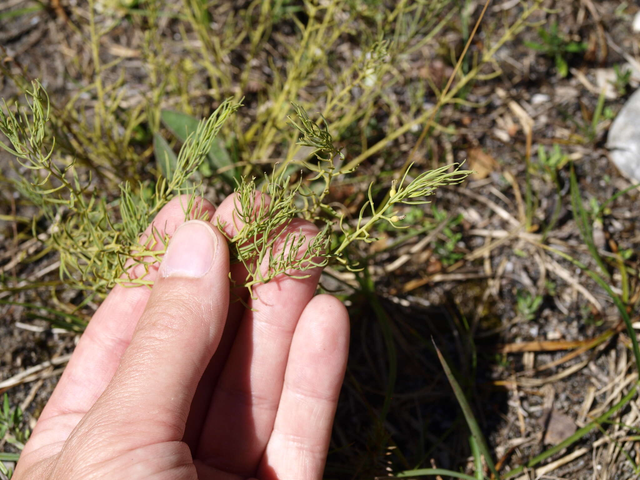 Image of Thesium rostratum Mert. & Koch