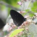 Image of Euploea doubledayi Felder & Felder 1865