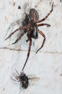 Image of Desid spider