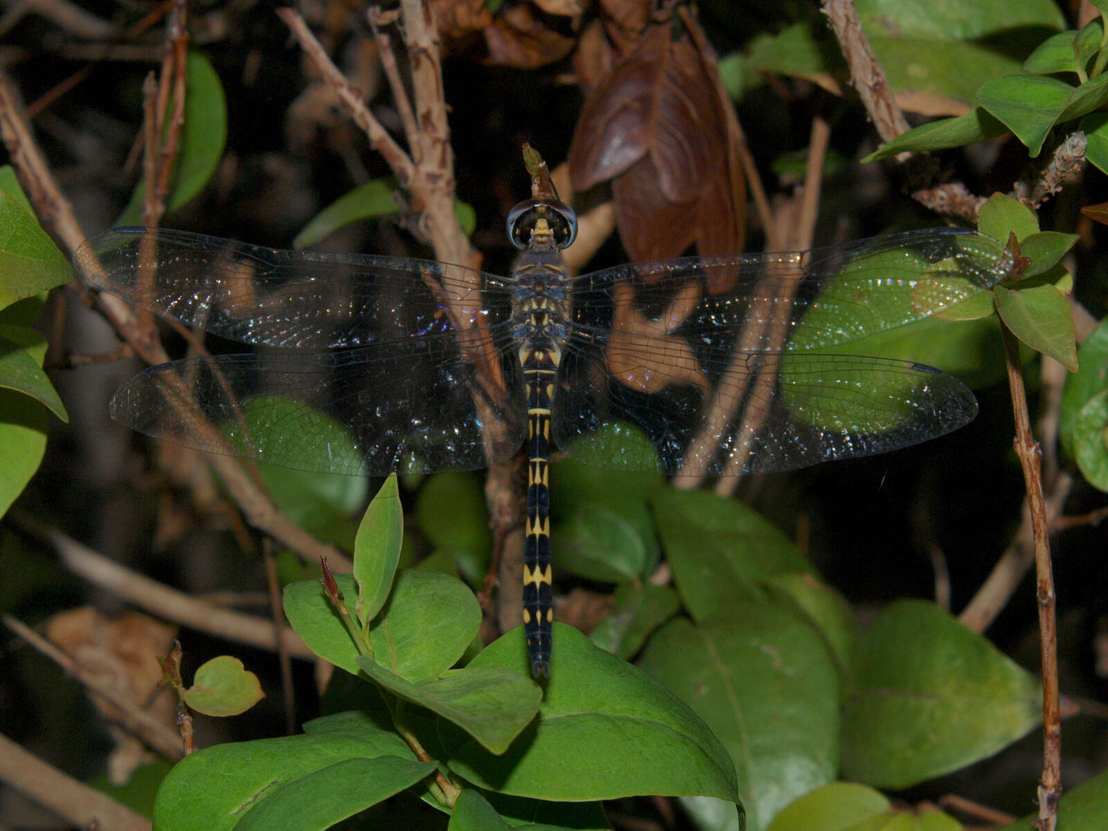 Image of Ringed Cascader