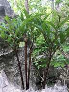 Amorphophallus ankarana Hett., Ittenbach & Bogner resmi