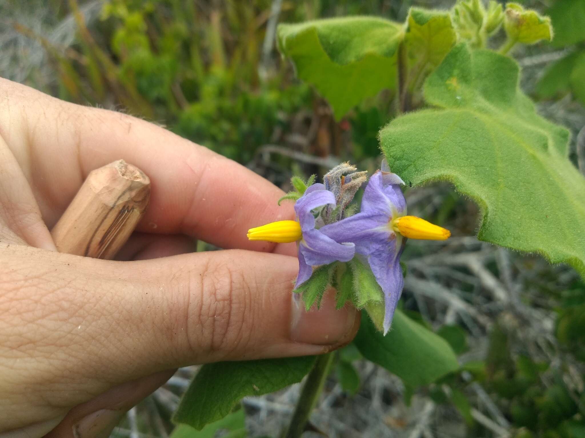 Image of Solanum cordifolium Dun.