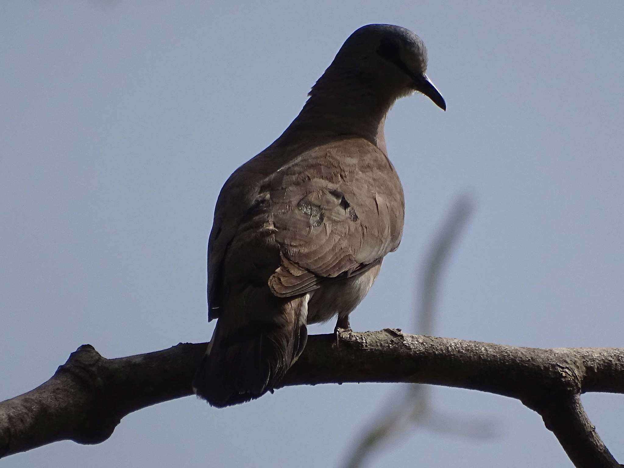 Image of Black-billed Dove