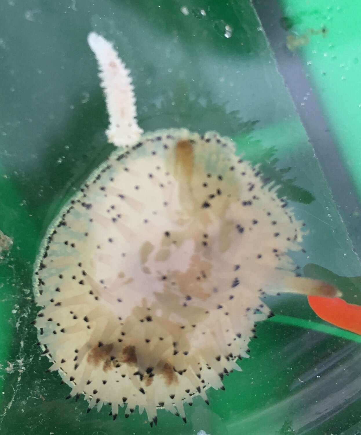 Image of Black and White Dorid