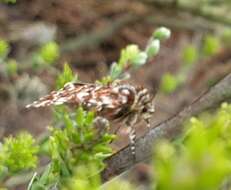 Plancia ëd Anarta myrtilli Linnaeus 1761