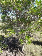 Image of Dhundal tree