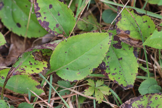 Image of Solidago tarda Mackenzie ex Small