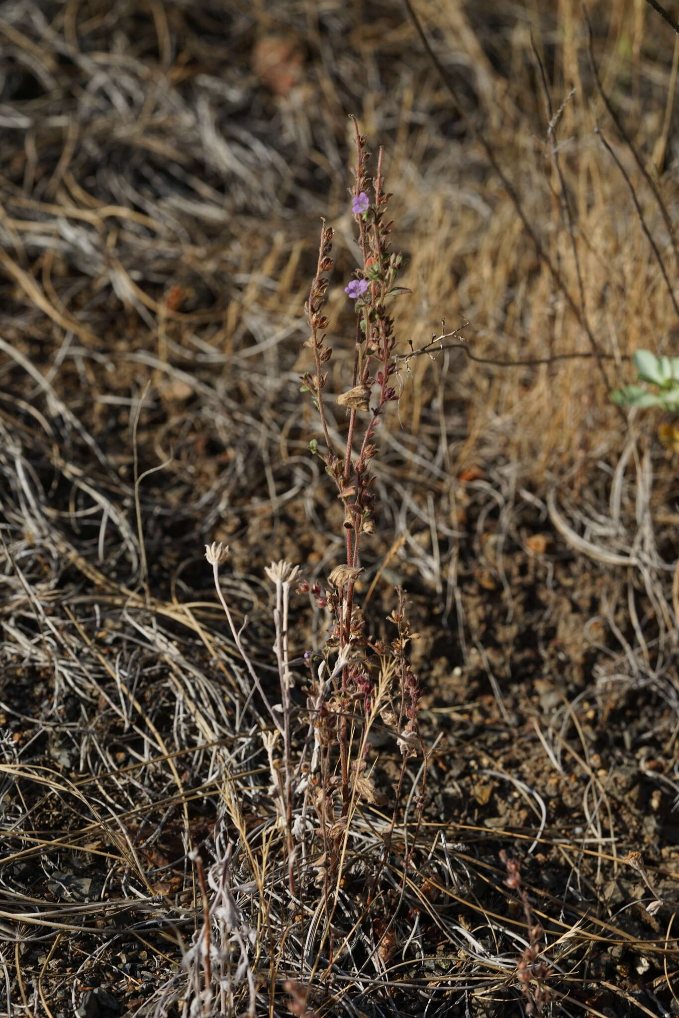 Image of Mariposa phacelia