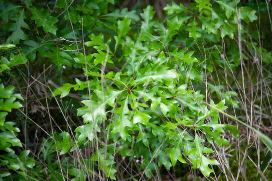 Image of Georgia Oak