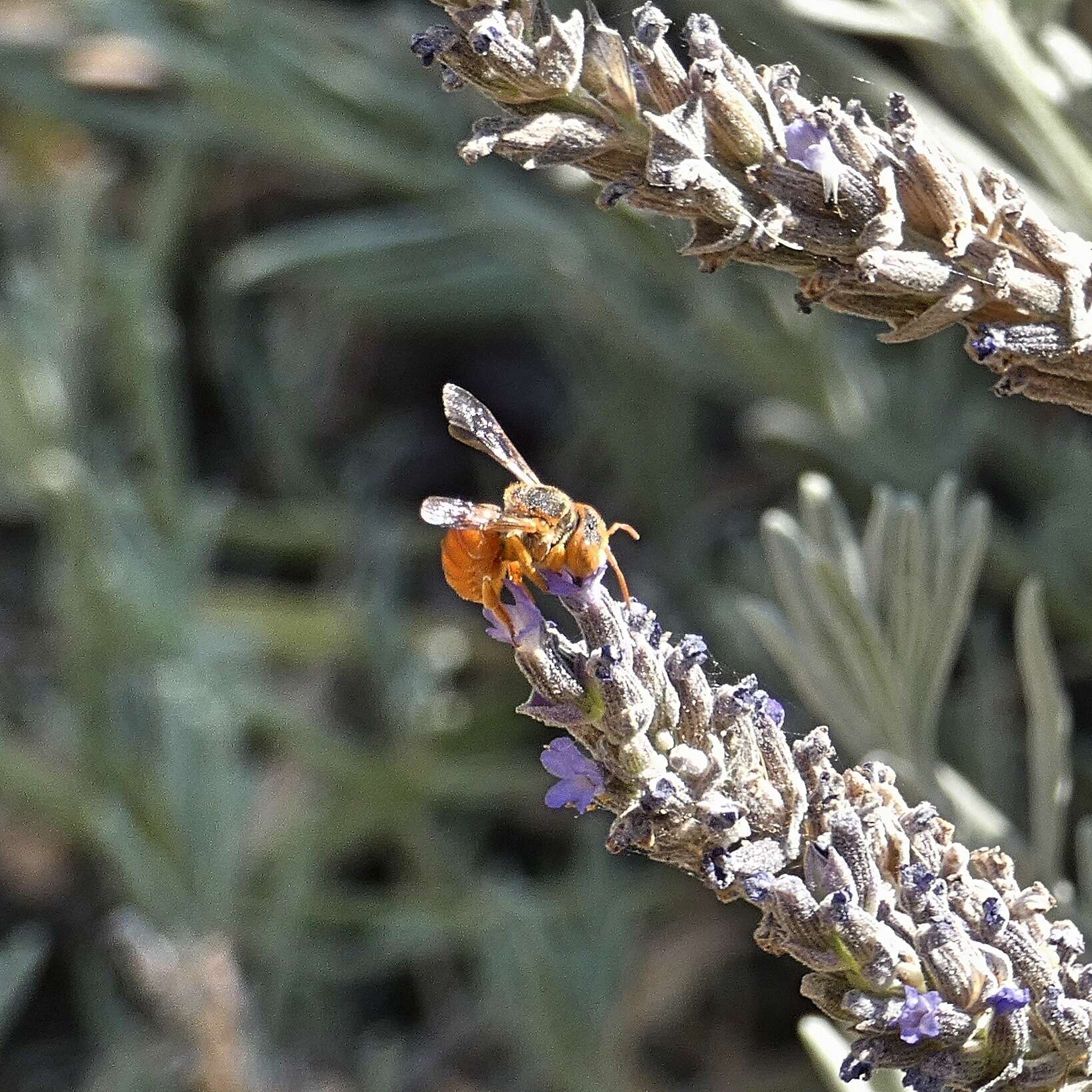 Image de Icteranthidium ferrugineum (Fabricius 1787)