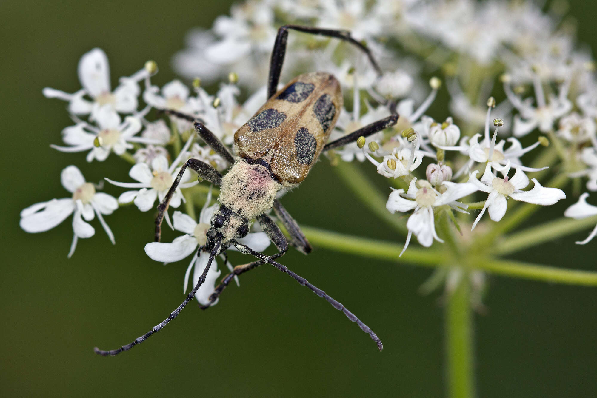 Image of Pachyta quadrimaculata (Linné 1758)