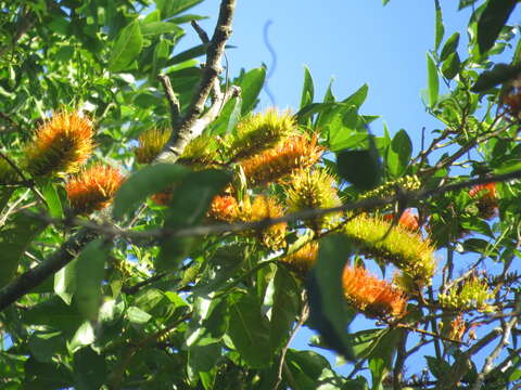 Combretum fruticosum (Loefl.) Stuntz resmi