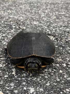 Imagem de Deirochelys reticularia chrysea Schwartz 1956