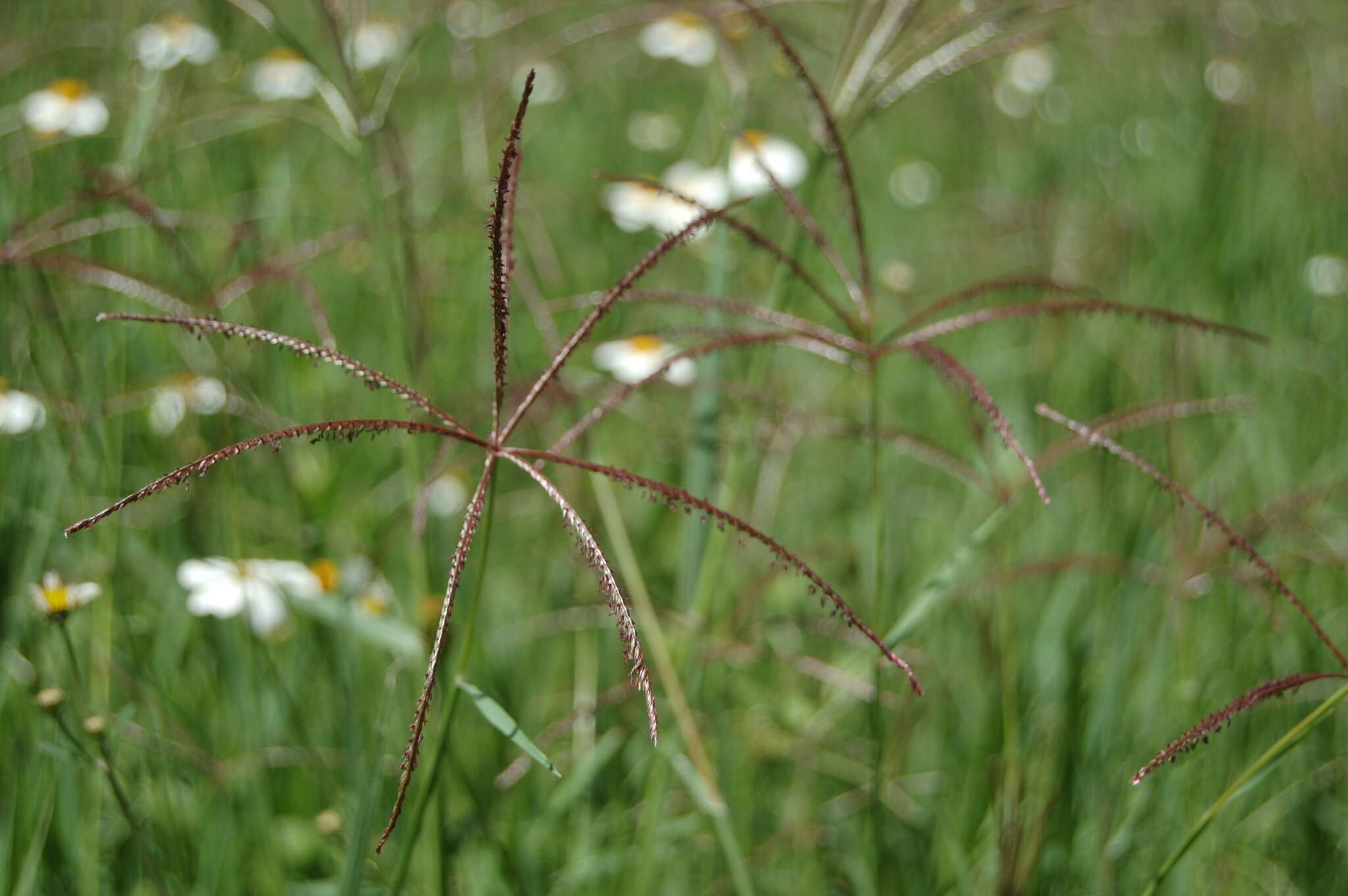 Image of African Bermudagrass