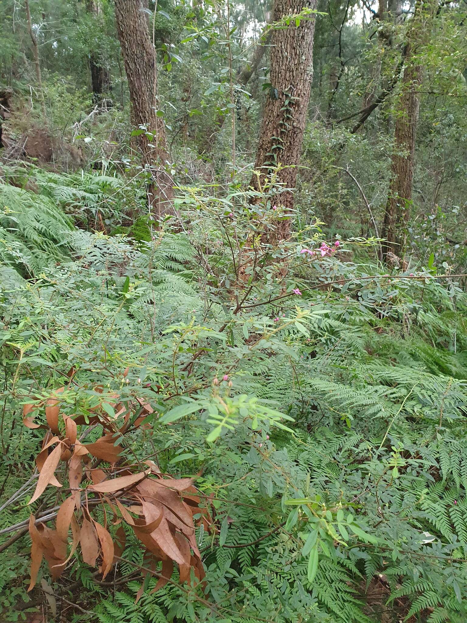 Image of Soft Boronia