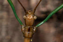 Diapheromera (Diapheromera) persimilis Caudell 1904 resmi