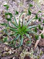 Chamaescilla spiralis (Endl.) F. Muell. resmi