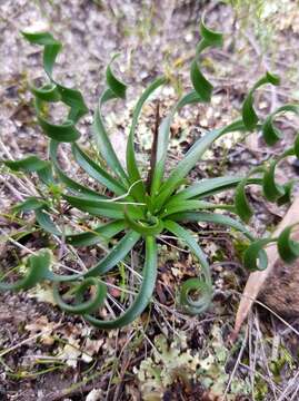 Imagem de Chamaescilla spiralis (Endl.) F. Muell.