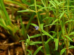 Image de Neurotheca loeselioides (Spruce ex Prog.) Baill.