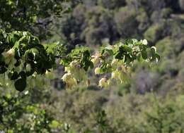 Image of Sierra bladdernut