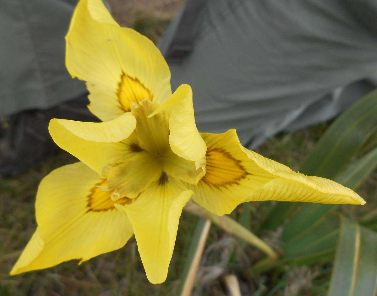 Moraea huttonii (Baker) Oberm. resmi