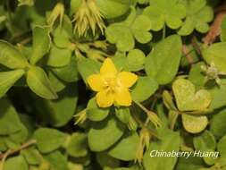 Plancia ëd Lysimachia remota Petitm.