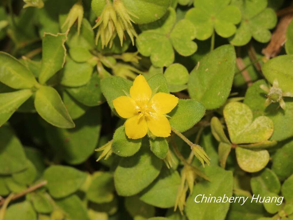 Plancia ëd Lysimachia remota Petitm.