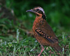Image of Eared Pitta