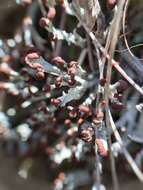 Image of cup lichen