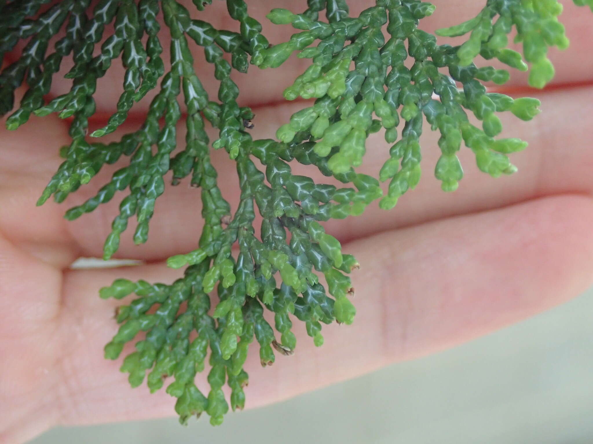 Image of Hinoki Cypress