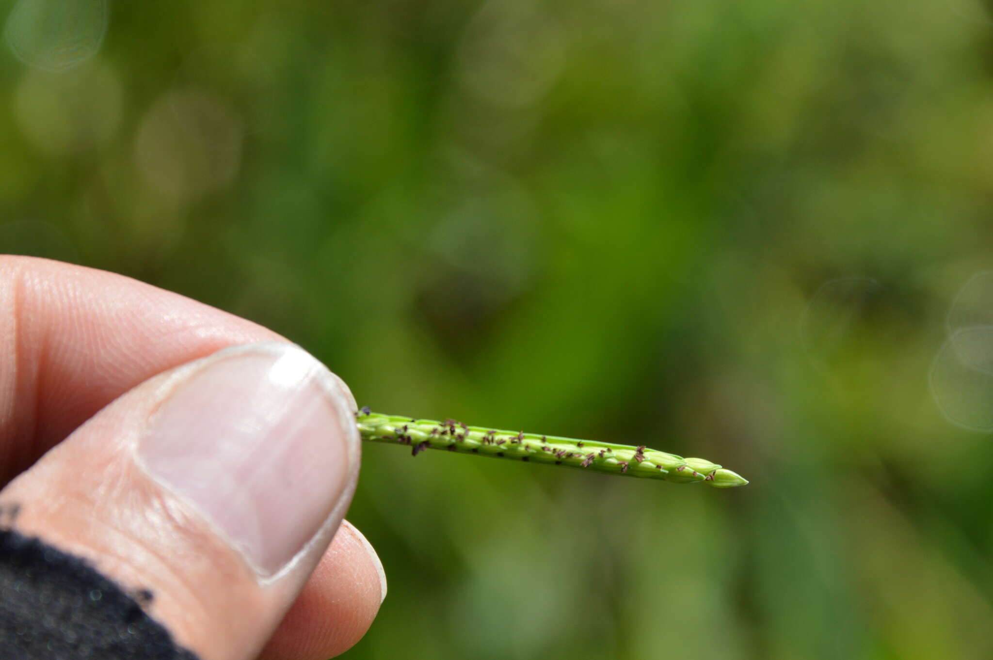 Слика од Paspalum acuminatum Raddi