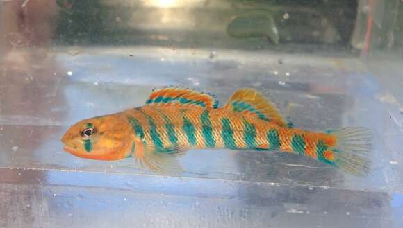 Etheostoma fragi Distler 1968 resmi