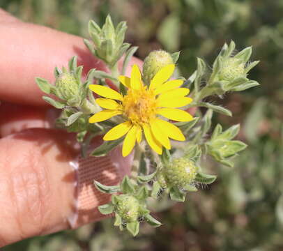 Image of <i>Heterotheca angustifolia</i> (Nutt.) Shinners