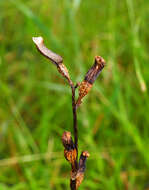 Image of Gastrodia minor Petrie