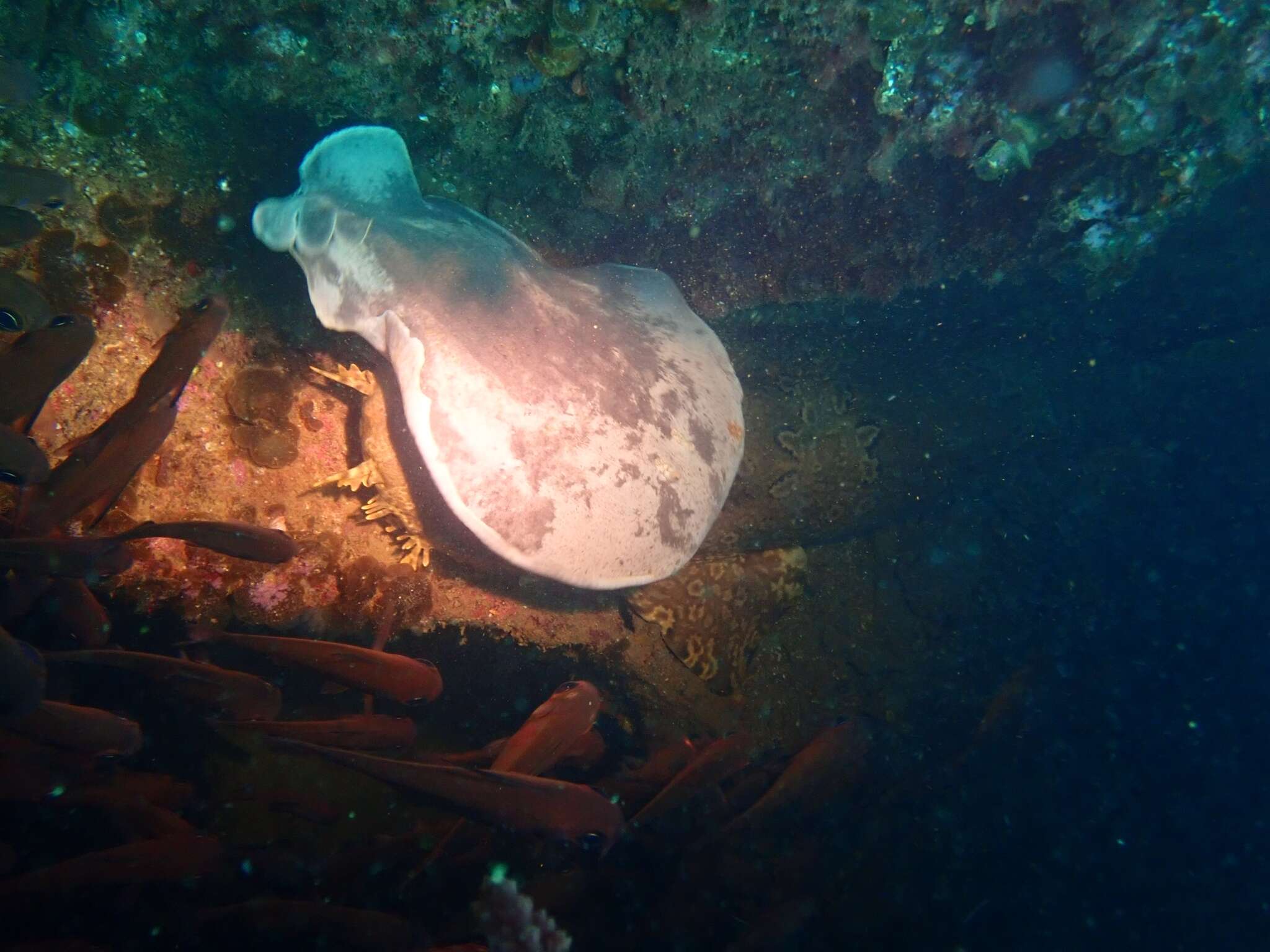 Image of coffin rays