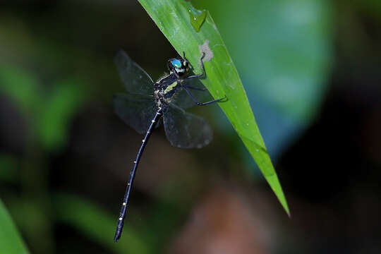 Image of Eusynthemis nigra (Tillyard 1906)