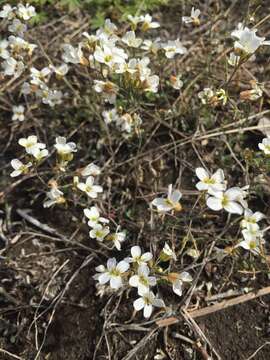 صورة Arabidopsis lyrata subsp. petraea (L.) O'Kane & Al-Shehbaz