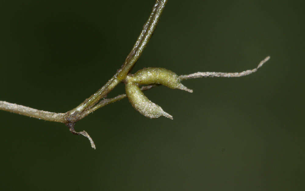 Sivun Zannichellia palustris subsp. palustris kuva