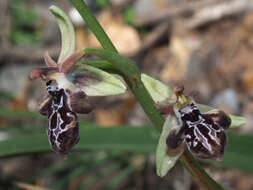 Image of Ophrys cretica subsp. ariadnae (Paulus) H. Kretzschmar